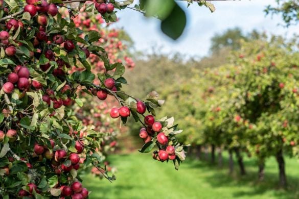 Vineyard Tour, Wine and Cider Tasting and Meal for Two