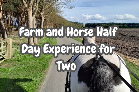 Half Day Horse & Farm Experience For Two - York 