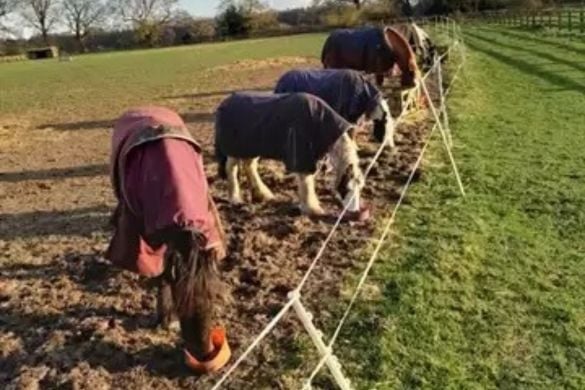 Traditional Farm and Horse Experience (Half Day) - York