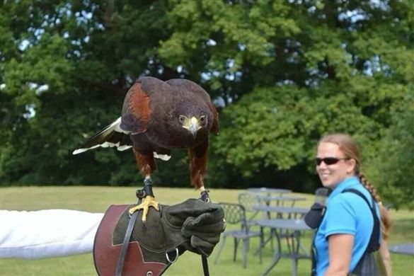 Two Hour Birds of Prey Experience for One - Hertfordshire