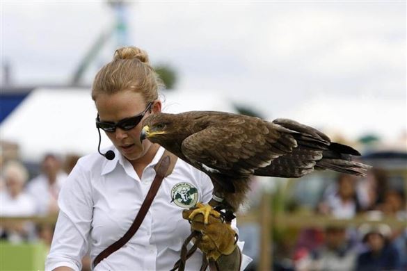 Two Hour Birds of Prey Experience for Two - Hertfordshire