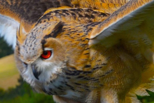 Two Hour Falconry Experience - Peterborough