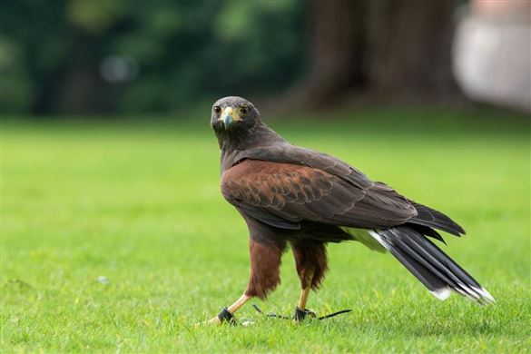 Ultimate Falconry Experience for one - Edinburgh