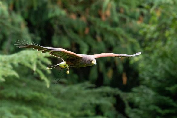 Ultimate Falconry Experience for one - Edinburgh