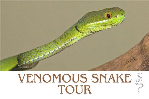 Venomous Snake Tour