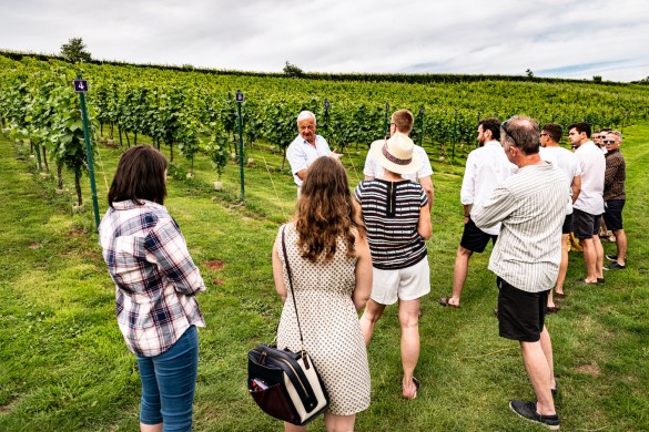 Vineyard Tour and Cream Tea for Two