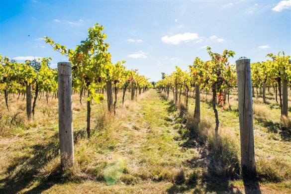 Vineyard Tour and Tasting for Two