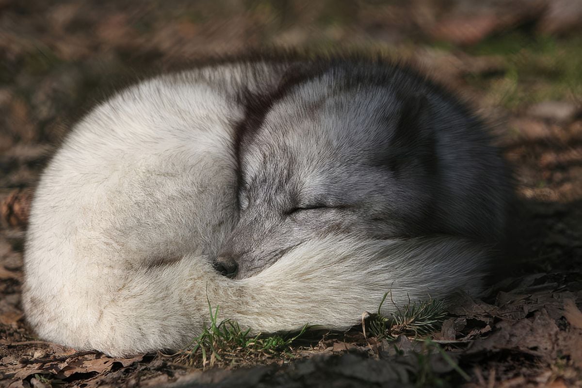 Wild Wolf Feeding Experience for Two
