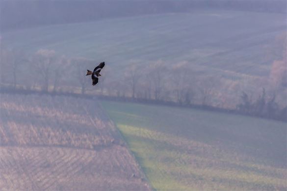 Wildlife Experience for Two