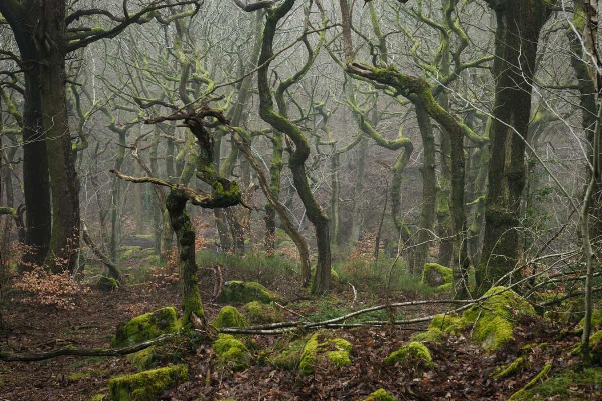 Woodland Photography Masterclass