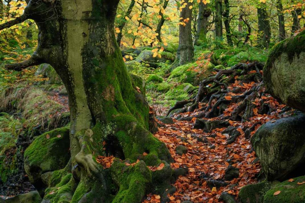 Woodland Photography Masterclass