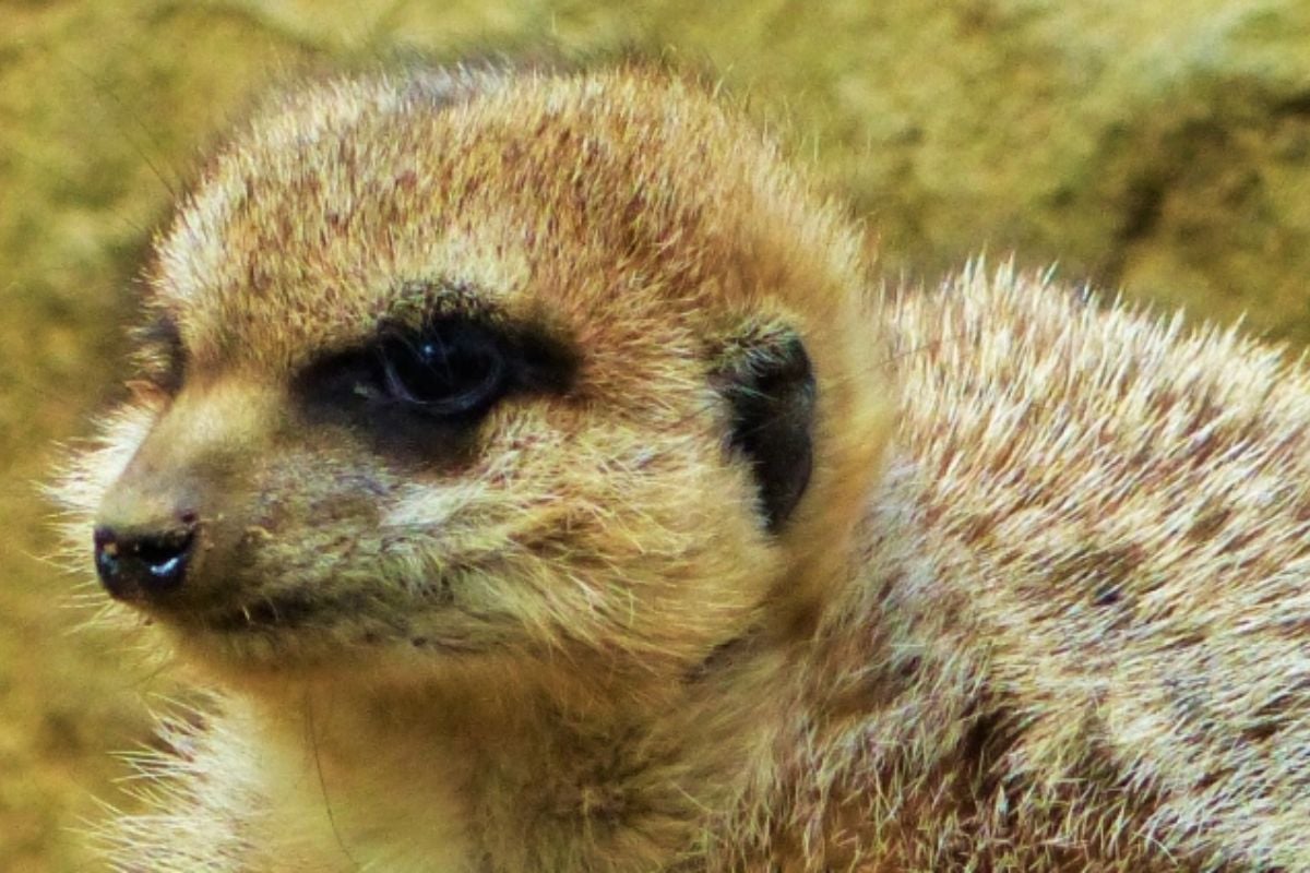 Yorkshire Meet The Meerkats Experience