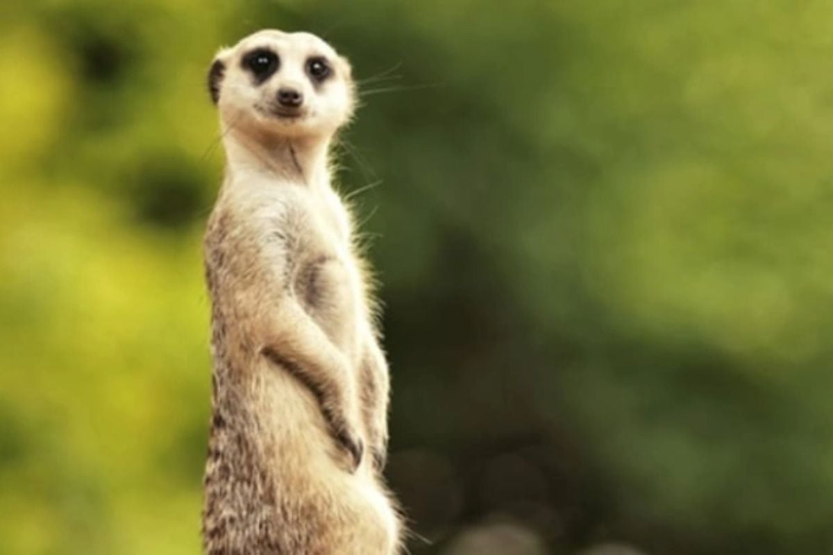 Yorkshire Meet The Meerkats Experience