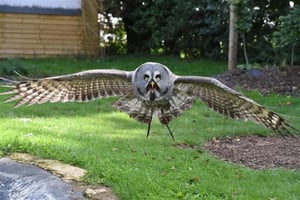 Birds of Prey Photography - Oxfordshire