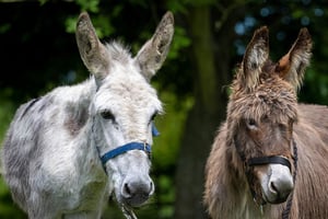 Donkey Walking Picnic Child Ticket - Surrey