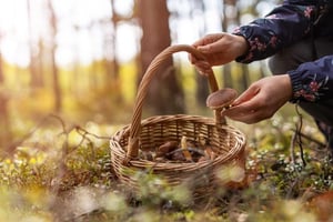 Forage & Feast Day in Cumbria