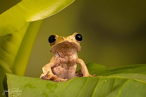 Full Day Macro Photography Workshop - Liverpool