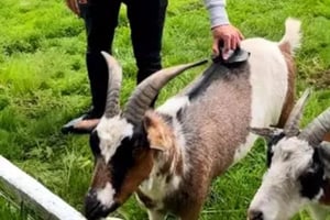 Meet and Greet Goat Experience for Two