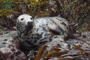 Sea Life Safari - Adult