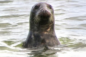 Scroby Sands Seal Watching Tour (Concession) - Lowestoft 