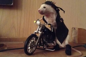 Taxidermy Classes - Silver Workshop