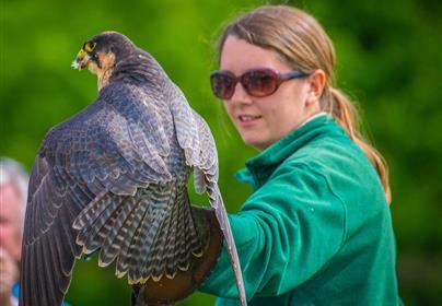 3 Hour Falconry Experience For Two