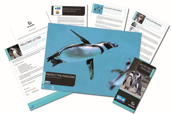 Adopt a Galapagos Penguin