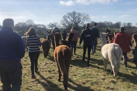 Alpaca Experience for 2 in Warwickshire