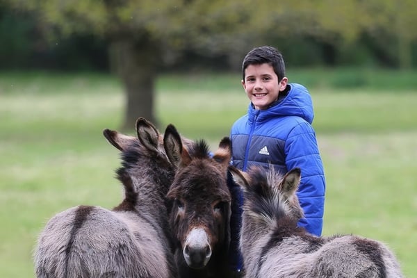 Winter Donkey Experience For Under 11yrs In Coventry