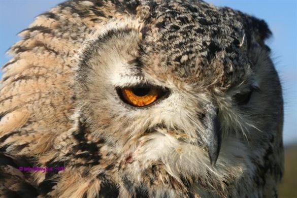 Full Day Falconry Experience - Warwickshire