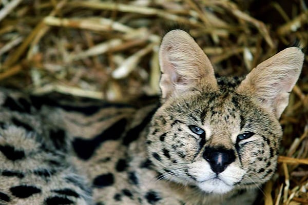 Full Day Animal Keeper Day for One in Telford
