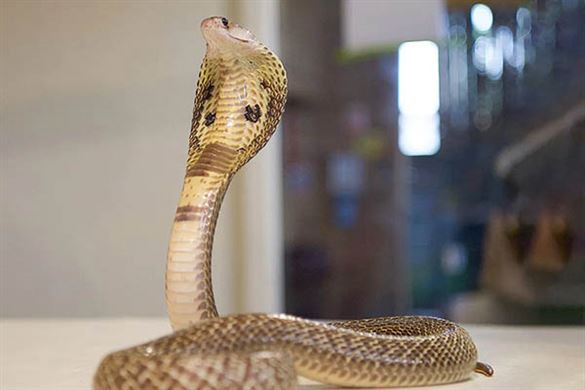 Group Venomous Snake and Crocodile Encounter - Bristol