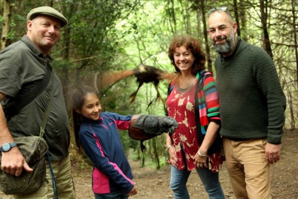 Half Day Birds Of Prey Experience - Devon