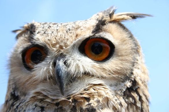 Half Day Falconry Experience for One - Cheshire