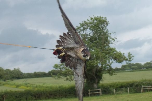 Birds Of Prey Half Day Experience For One - Gloucestershire