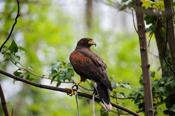 Birds of Prey Hawk Walk - West Yorkshire