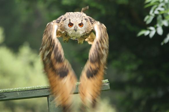 Full Day Bird Of Prey Encounter - Bedfordshire