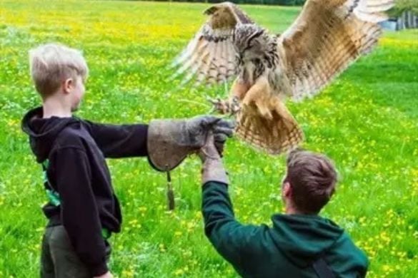 Junior Falconry Experience in Nottinghamshire (Ages 4+)