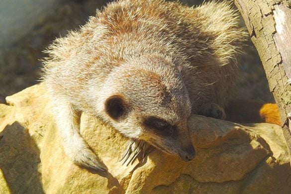 Meerkat Experience for One - East Sussex