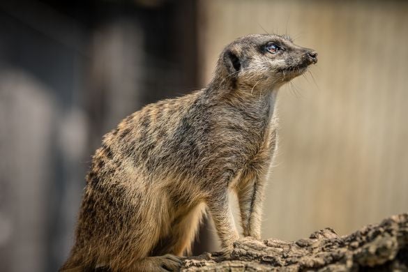 Meerkat Experience for One - Oxfordhsire