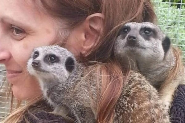 Meet The Meerkats Experience