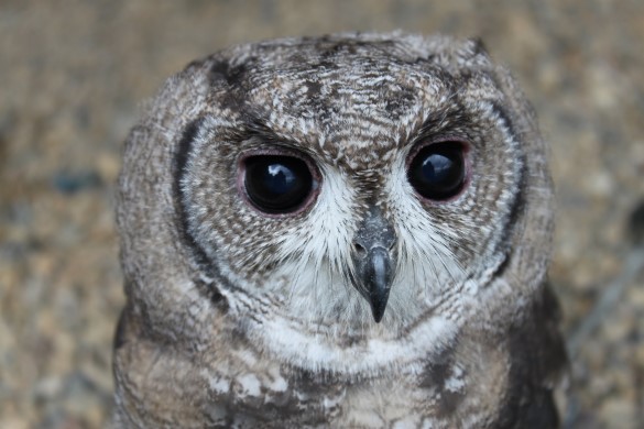 Half Day Falconry Day For One  - Northumberland