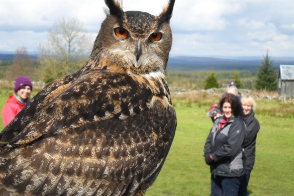 Owl Encounter - Northumberland