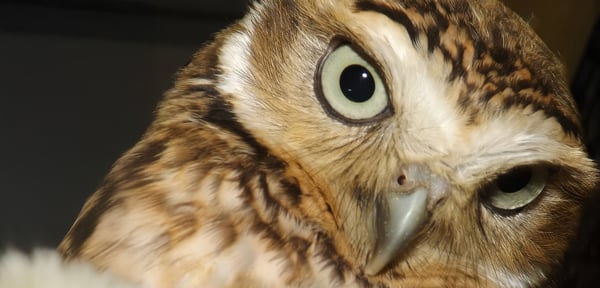 Owl Experience for Three