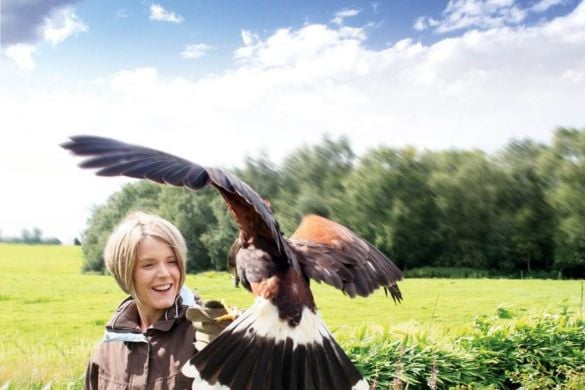 Raptor Encounter for Two - Cheshire