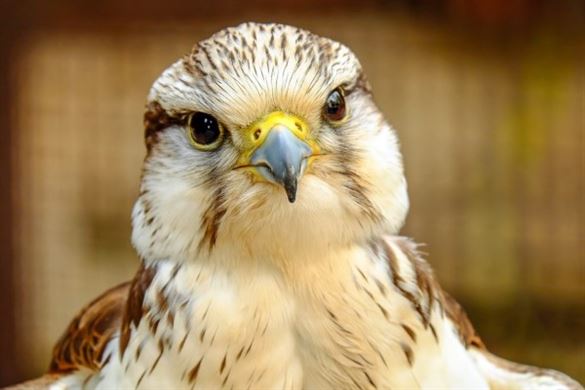 Birds of Prey Experience & Segway Combo for Two