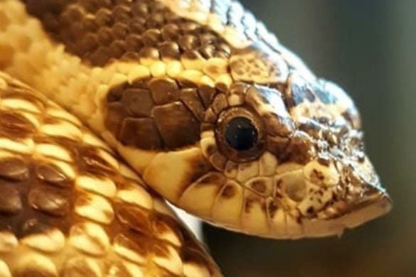 Reptile Encounter in Cheshire