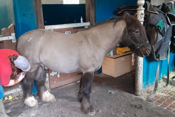 Full Day Traditional Farm & Horse Experience