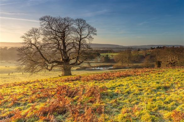 Wildlife Experience for Four - West Sussex