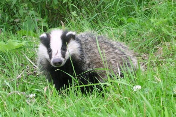 Wildlife Experience for Three - West Sussex